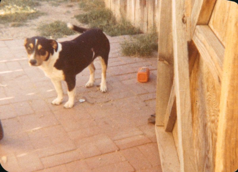 A black dog with white legs, remembered from childhood
